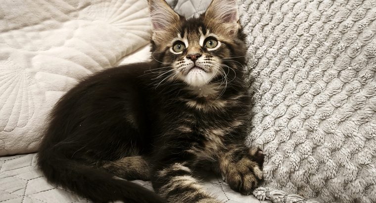 Marcellus Maine Coon kiscica