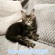Marcellus Maine Coon kiscica