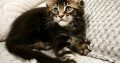 Marcellus Maine Coon kiscica