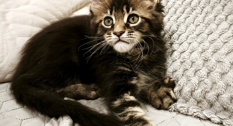 Marcellus Maine Coon kiscica