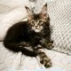 Marcellus Maine Coon kiscica