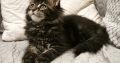Nőstény Maine Coon kiscica