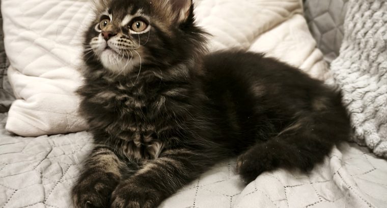 Nőstény Maine Coon kiscica