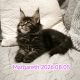 Nőstény Maine Coon kiscica