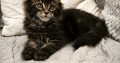 Nőstény Maine Coon kiscica