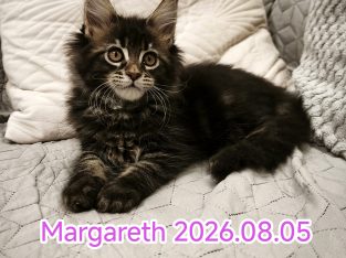 Nőstény Maine Coon kiscica