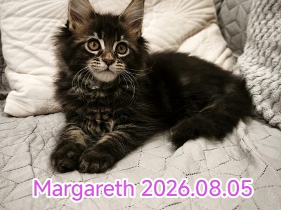 Nőstény Maine Coon kiscica