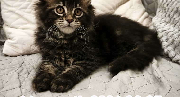Nőstény Maine Coon kiscica