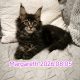 Nőstény Maine Coon kiscica