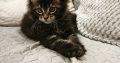 Nőstény Maine Coon kiscica