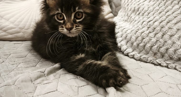 Nőstény Maine Coon kiscica
