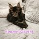 Nőstény Maine Coon kiscica