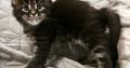 Northwyn Maine Coon kandúrka