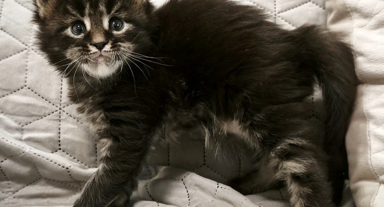 Northwyn Maine Coon kandúrka