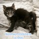 Northwyn Maine Coon kandúrka