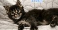 Northwyn Maine Coon kandúrka