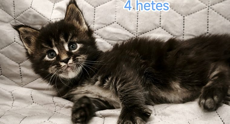 Northwyn Maine Coon kandúrka