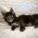 Northwyn Maine Coon kandúrka