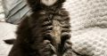 Northwyn Maine Coon kandúrka
