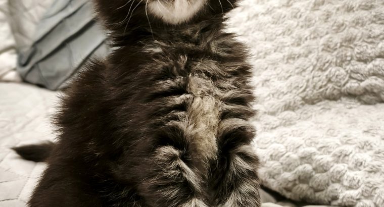 Northwyn Maine Coon kandúrka