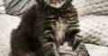 Northwyn Maine Coon kandúrka