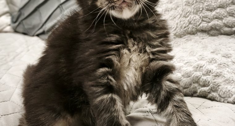 Northwyn Maine Coon kandúrka