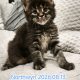 Northwyn Maine Coon kandúrka