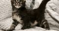 Northwyn Maine Coon kandúrka