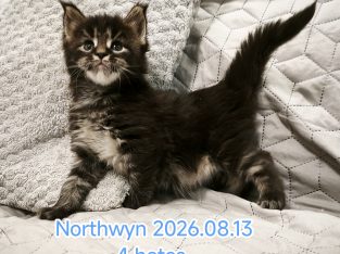 Northwyn Maine Coon kandúrka
