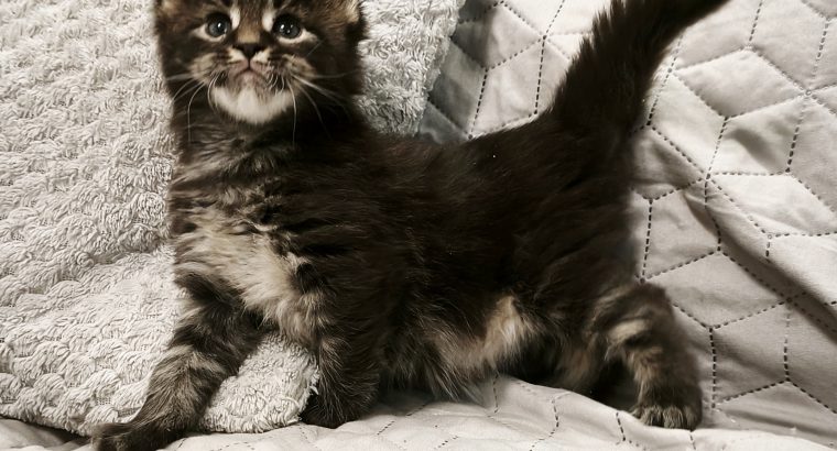 Northwyn Maine Coon kandúrka