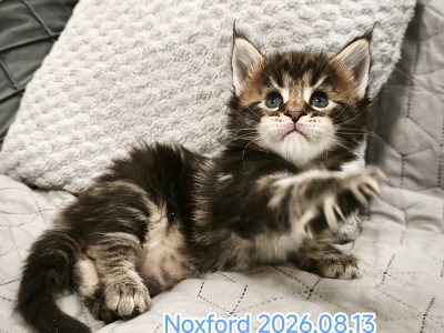 Maine Coon kandúr kiscica