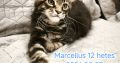 Maine Coon kandúr gazdit keres