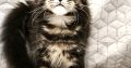 Maine Coon kandúr gazdit keres