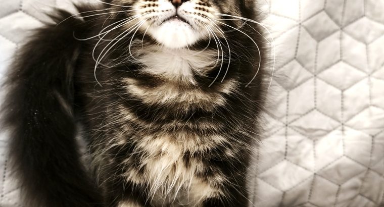Maine Coon kandúr gazdit keres