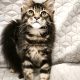 Maine Coon kandúr gazdit keres
