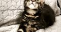 Maine Coon kandúr gazdit keres