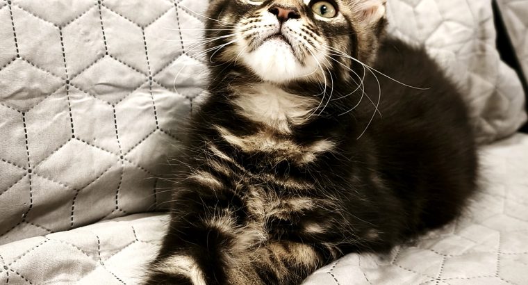 Maine Coon kandúr gazdit keres