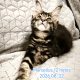 Maine Coon kandúr gazdit keres