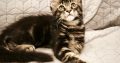 Maine Coon kandúr gazdit keres