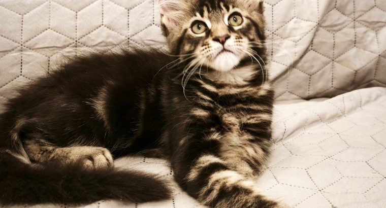 Maine Coon kandúr gazdit keres