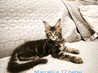 Maine Coon kandúr gazdit keres