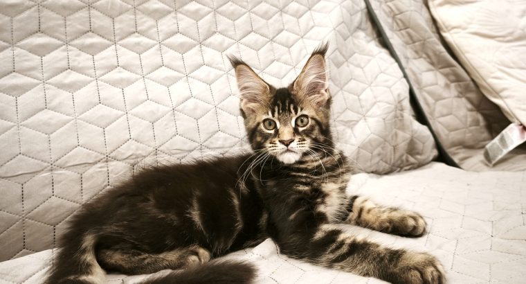 Maine Coon kandúr gazdit keres
