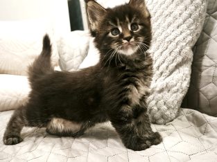 Northwyn Maine Coon kandúrka