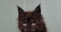 Maine Coon kislány cica