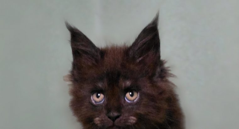 Maine Coon kislány cica