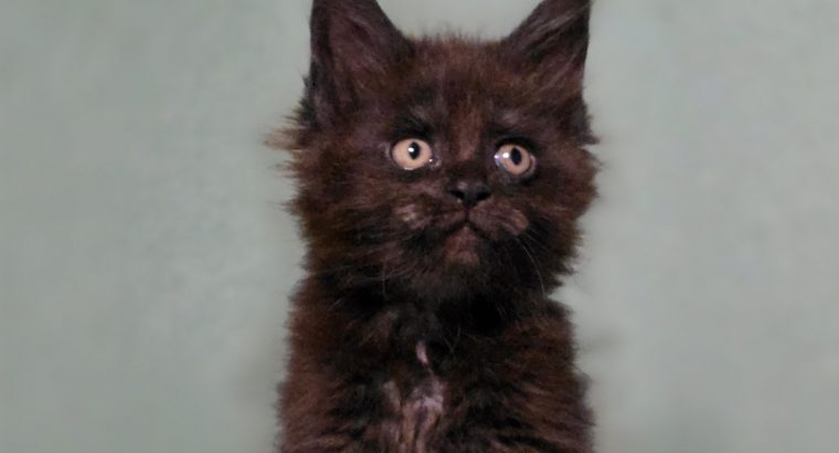 Maine Coon kislány cica