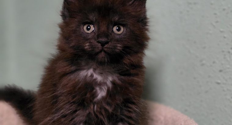 Maine coon kislány