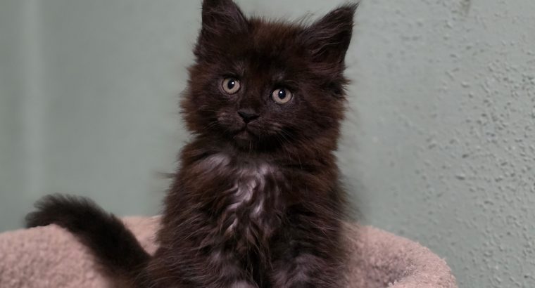 Maine coon kislány