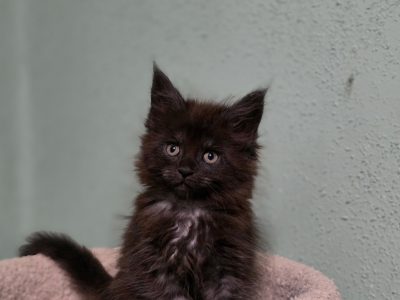 Maine coon kislány