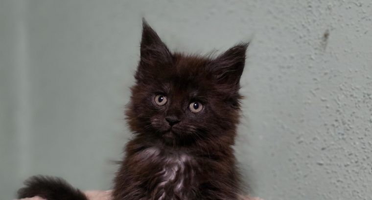 Maine coon kislány